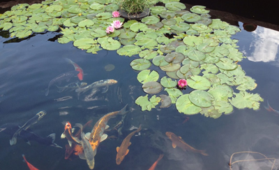 Koi Pond