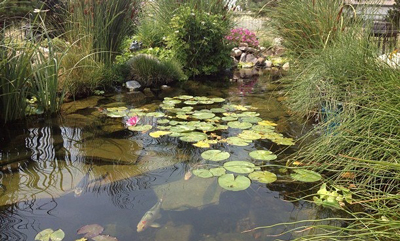 Koi Pond